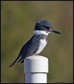 _3SB4540 belted kingfisher